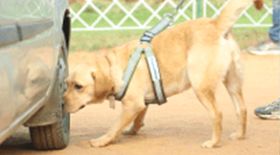 Explosive Detection Dogs – Hire