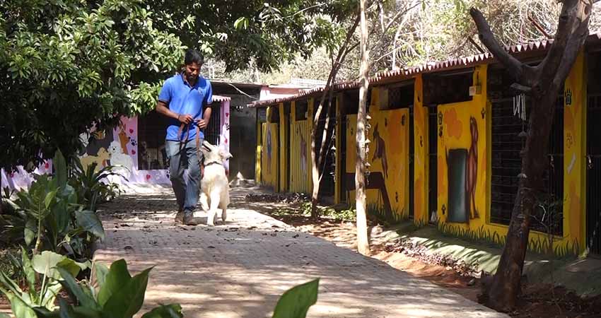 Dog boarding services banner