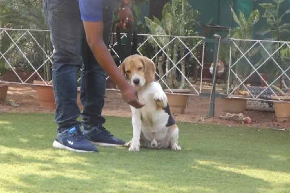 Managing Common Beagle Behaviour Problem