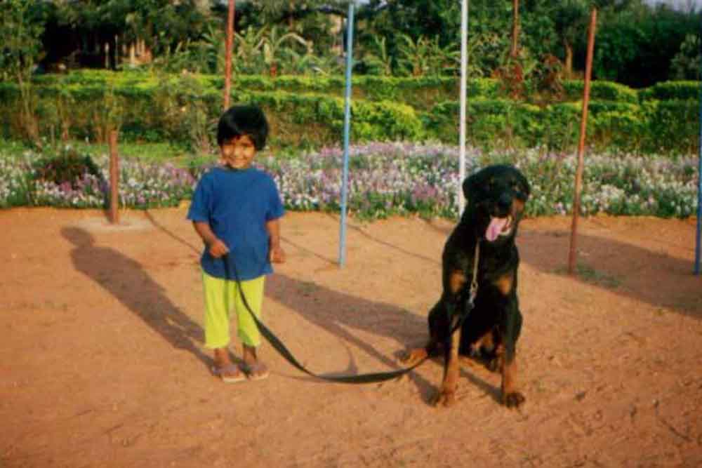 Read more about the article Understanding and Training Rottweilers